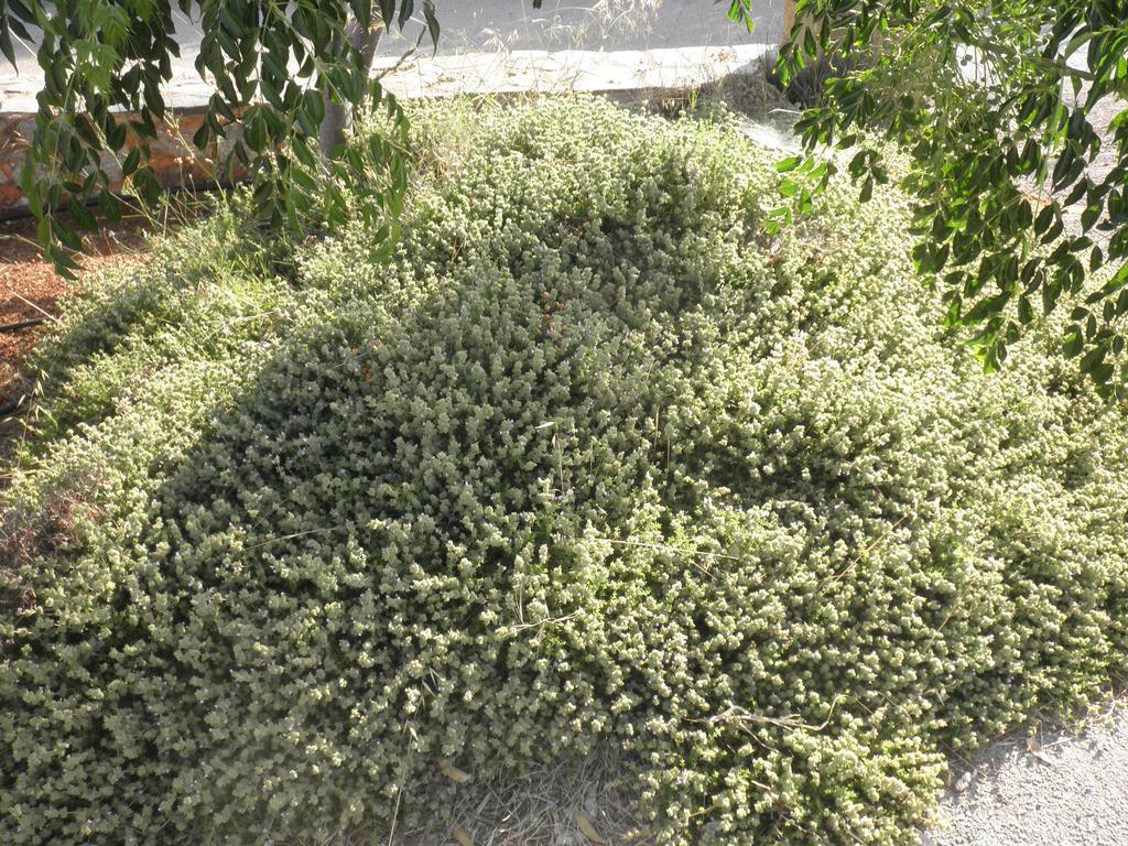 Anthemis Aparthotel Stavros  Ngoại thất bức ảnh